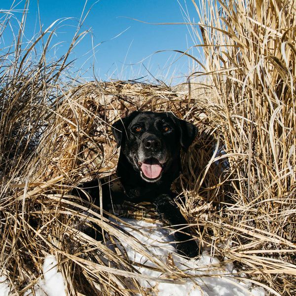 Tanglefree Little Buddy Dog Blind - Image 9